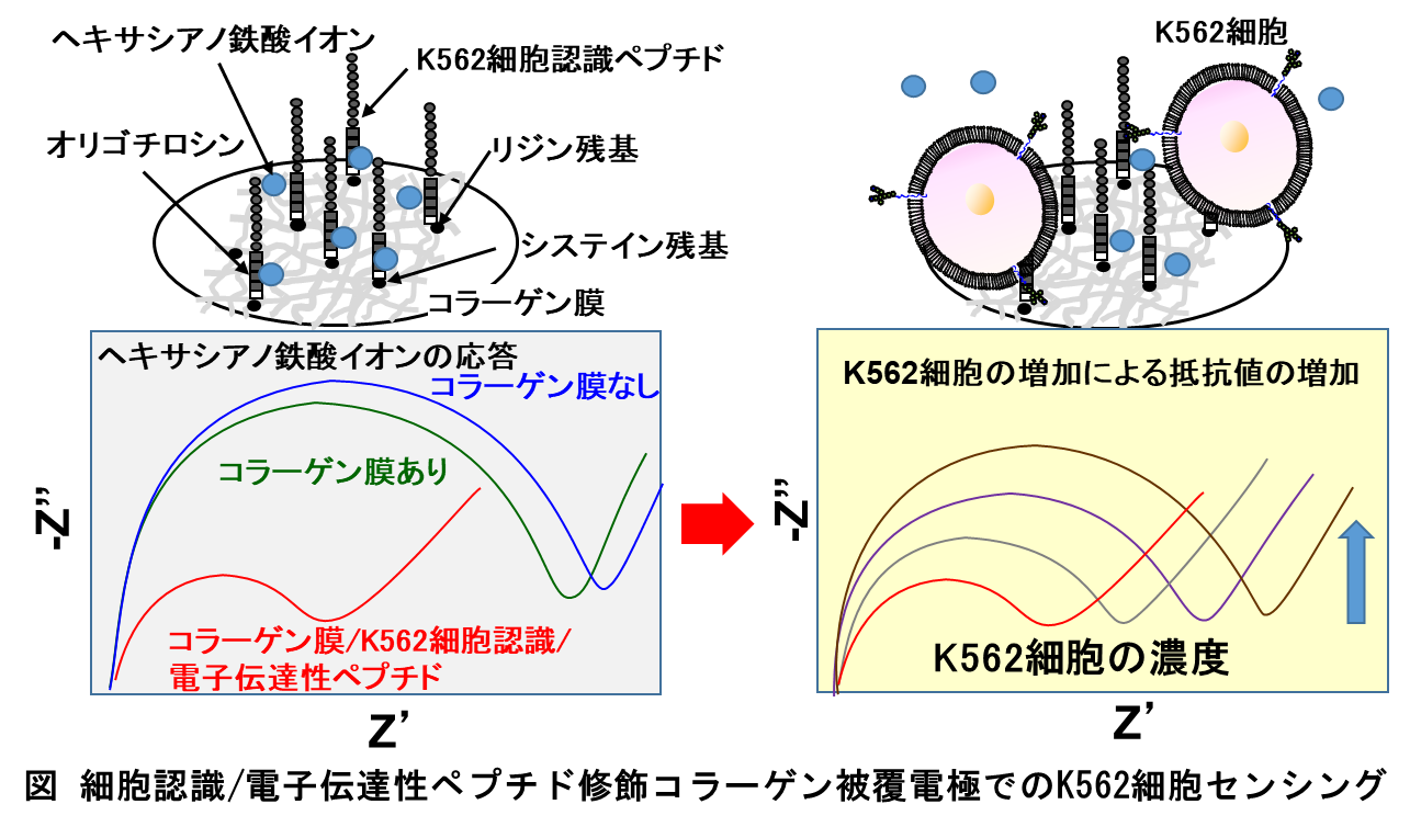 日本分析化学会発行の 展望とトピックス に掲載されました 前橋工科大学 生物工学科
