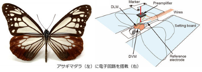 Ando-20250704.png